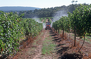 Agriculture, Australia, western australia, tractor, tractors, machinery, farm machinery, farming machinery, spray, sprays, spraying, insecticide, insecticides, pest, pests, Fruit, Grape, Grapes, Vine, vines, vineyard, vineyards, grapevine, grapevines, grape vine, grape vines, vitis, industry, wine, wine industry, rural, rural scene, rural scenes.