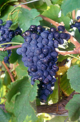 Agriculture, Australia, Fruit, Grape, Grapes, Vine, vines, vineyard, vineyards, grapevine, grapevines, grape vine, grape vines, vitis, industry, wine, wine industry, rural, rural scene, rural scenes, DFF, DFFAGRIC.