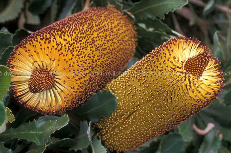 stock photo image: Flower, flowers, banksia, banksias, media, banksia media, southern plains, southern plains banksia, southern plains banksias, golden stalk, golden stalk banksia, golden stalk banksias, DFF, DFFFLORA.