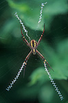Spider, spiders, arachnid, arachnids, argiope, St Andrew's Cross, spiders, St. Andrews Cross Spiders. Saint Andrews Cross spiders, St Andrew's cross spiders, Argiope,