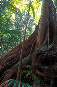 Tree, Trees, root, roots, tree root, tree roots, Fraser Island, Fraser Island NP, Fraser Island National Park, national park, national parks, Qld, Queensland, Australia, rainforest, rainforests, rainforest floor, rainforest floors, forest, forests, fern, ferns.