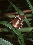 Arthropod, Arthropods, lepidoptera, butterfly, butterflies, insect, insects.
