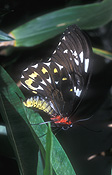 Arthropod, Arthropods, lepidoptera, butterfly, butterflies, insect, insects, birdwing, birdwing butterfly, birdwing butterflies, cairns, cairns birdwing, cairns birdwing butterfly, cairns birdwing butterflies.