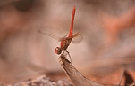 Insect, insects, Arthropod, Arthropods, insecta, dragon fly, dragon flies, dragonflies, dragonfly, Odonata, red dragonfly, red dragonflies, dragon fly, dragon flies.