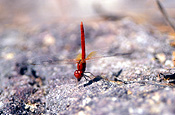 Insect, insects, Arthropod, Arthropods, insecta, dragon fly, dragon flies, dragonflies, dragonfly, Odonata, red, red dragonfly, red dragonflies, dragon fly, dragon flies.