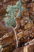 Australia, outback, australian outback, outback australia, tree, trees, gum, gums, gumtree, gumtrees, gum tree, gum trees, eucalyptus, eucalyptus tree, eucalyptus trees, ghost gum, ghost gums, rock, rocks, cliff, cliffs.
