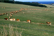 Farming, Farmland, farm, farms, Agriculture, animal, animals, cattle, meat industry, meat trade, cow, cows, dairy, dairy cow, dairy cows, milking time, livestock, rural, rural scene, rural scenes, Vic, Victoria, australia, dairy farm, dairy farms, dairy farming.