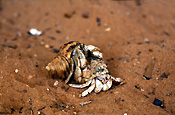Marinelife, Marine life, Aquatic, Aquatic life, Sea life, Sealife, crab, crabs, hermit, hermit crab, hermit crabs, paguristes, paguristes frontalis, cape levique, western australia, wa, australia.