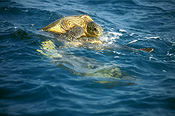 Reptile, Reptiles, Chelonia, cryptodira, Marinelife, Marine life, Aquatic, Aquatic life, Sea life, Sealife, turtle, turtles, sea turtle, sea turtles, mate, mating, copulate, copulating, copulation, turtles mating, sea, seas, Kimberley, kimberleys, the kimberleys, WA, Australia, Australian, WEstern Australia, chelonia, animals mating, sea, seas, ocean, oceans.