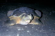 Reptile, Reptiles, Chelonia, cryptodira, Marinelife, Marine life, Aquatic, Aquatic life, Sea life, Sealife, turtle, turtles, sea turtle, sea turtles, 80 mile beach, Eight Mile Beach, WA, Western Australia, beach, beaches, sand, carapace.