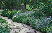 Garden, gardens, footpath, footpaths, path, paths, pathway, pathways, forget-me-not, forget-me-nots, myosotis, IS47,