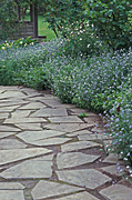 Garden, gardens, footpath, footpaths, path, paths, pathway, pathways, forget-me-not, forget-me-nots, myosotis, IS47,