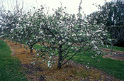 Australia, Blossom, orchard, orchards, fruit tree, fruit trees, spring, springtime, tree, trees, spring scene, spring scenes, IS47,