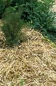 Herb, herbs, lucerne, mulch, mulches, mulching, organic, organic mulch, straw, IS47,