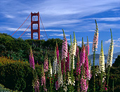 America, USA, United States, United States of America, California, San Francisco, golden gate, Golden Gate Bridge, Bridge, Bridges, architecture, flower, flowers, digitalis, purpurea, digitalis purpurea, foxglove, foxgloves, pink, pink flower, pink flowers, FF25,