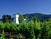 Agriculture, Fruit, Grape, Grapes, Vine, vines, vineyard, vineyards, grapevine, grapevines, grape vine, grape vines, vitis, industry, wine, wine industry, rural, rural scene, rural scenes, USA, America, united states, united states of america, napa, napa valley, california, FF25,