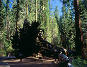 America, USA, United States, United States of America, California, National Park, National Parks, Yosemite, Yosemite NP, Yosemite National Park, redwood, redwood tree, redwood trees, mariposa, mariposa gove, national parks, forest, forests, woods, FF25,