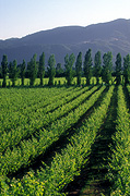 Food, fruit, industry, wine, wine industry, vineyard, vineyards, vine, vines, grapevine, grapevines, grape, grapes, agriculture, Napa Valley, Napa, California, USA, United States, America, agriculture, rural, rural scene, rural scenes, Farming, Farmland, farm, farms, farmlands, farming land, farm land, farm lands, FF25,