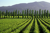 Food, fruit, industry, wine, wine industry, vineyard, vineyards, vine, vines, grapevine, grapevines, grape, grapes, agriculture, Napa Valley, Napa, California, USA, United States, America, agriculture, rural, rural scene, rural scenes, Farming, Farmland, farm, farms, farmlands, farming land, farm land, farm lands, FF25,