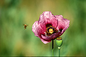 Flower, flowers, poppy, poppies, pink, pink flower, pink flowers, papaver, papavers, insect, insects, bee, bees, bumble bee, bumble bees, bumblebee, bumblebees, stamen, stamens.