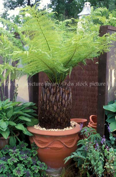 tree fern in terracotta pot tree fern in terracotta pot