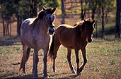 Australia, New South Wales, hawkesbury, hawkesbury area, hawkesbury region, hawkesbury district, animal, animals, horse, horses, australia, new South Wales, nsw, brown, brown horse, brown horses, hawkesbury, hawkesbury valley.