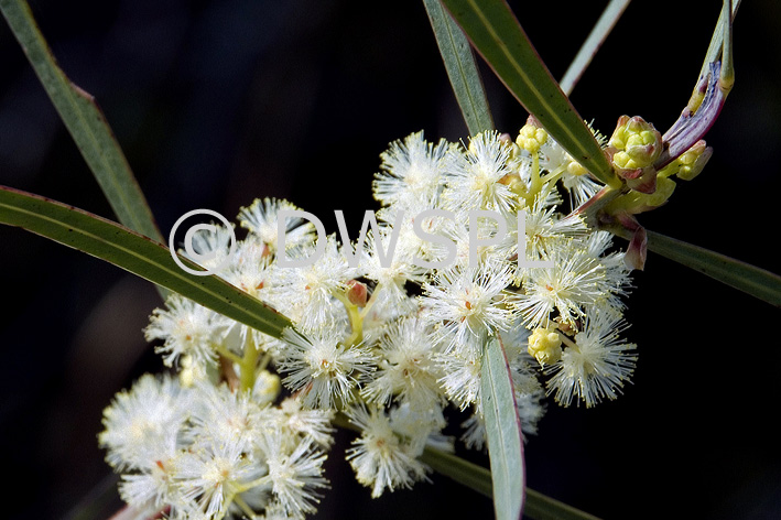 Acacia Elata