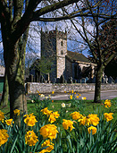 Europe, Western Europe, UK, Britain, British Isles, England, United Kingdom, Great Britain, derbyshire, church, churches, religion, religious building, religious buildings, daffodil, daffodils, narcissus, ashford-in-the-water, village, villages, tree, trees, grave, graves, graveyard, graveyards, grave yard, grave yards, cemetery, cemeteries, headstone, headstones, head stone, head stones, gravestone, gravestones, grave stone, grave stones, tombstone, tombstones, tomb stone, tomb stones, burial, burials, burial ground, burial grounds, death, deaths, FF25,