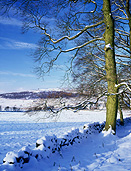 Europe, Western Europe, UK, Britain, British Isles, England, United Kingdom, Great Britain, derbyshire, winter, snow, winter scene, winter scenes, tree, trees, wall, walls, snow scene, snow scenes, FF25,