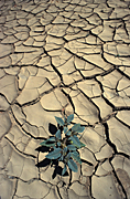 Australia, western australia, wa, gorge, gorges, geikie, geikie gorge, mud, crack, cracks, cracked, vegetation, drought, drought scene, drought scenes, desert, deserts, cracked mud, dried mud.