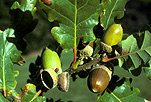 Tree, trees, oak, oak tree, oak trees, acorn, acorns, deciduous, beech, beech tree, beech trees, quercus, lithocarpus, dumast oak, dumast oak tree, dumast oak trees, dumast, sessilidflora, quercus sessilidflora, quercus lithocarpus, GRR34,
