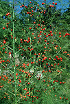 Food, Vegetable, vegetables, asparagus, asparagus officinalis, NZ, New Zealand, liliaceae, GRR34,