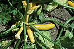 Food, Vegetable, Vegetables, Zucchini, Zucchinis, Zucchinies, Cucurbita, Cucurbita pepo, golden zucchini, golden zucchinis, summer squash, squash, cucurbitaceae, cucurbita, courgette, courgettes, GRR34,