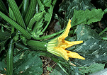 Food, Vegetable, Vegetables, Zucchini, Zucchinis, Zucchinies, Cucurbita, Cucurbita pepo, golden zucchini, golden zucchinis, summer squash, squash, cucurbitaceae, cucurbita, courgette, courgettes, flower, flowers, yellow, yellow flower, yellow flowers, GRR34,