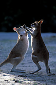 Animal, Animals, Australia, Australian, Australian animal, Australian animals, macropod, macropods, macropus, mammal, mammals, marsupial, marsupials, wallabia, kangaroo, kangaroos, wallaby, wallabies, agile, agile wallaby, agile wallabies, macropus, agilis, macropus agilis.