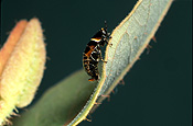 Insect, insects, cockroach, cockroaches, native, native cockroach, native cockroaches.