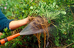 Garden, gardens, gardening, gardener, gardeners, garden hose, garden hoses, garden hosepipe, garden hosepipes, hose, hoses, hosepipe, hosepipes, hand, hands, divide, divides, dividing.