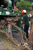 Australia, sydney, new South Wales, nsw, storm, storms, tree, trees, storm damage, man, men, male, males, occupation, occupations, machinery, helmet, helmets, outdoors, safety equipment, safety, fallen tree, fallen trees, fallen.