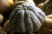 Vegetable, vegetables, Cucurbitaceae, Cucurbita, Cucurbita pepo, Pumpkin, Pumpkins.