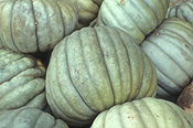 Vegetable, vegetables, Cucurbitaceae, Cucurbita, Cucurbita pepo, Pumpkin, Pumpkins.
