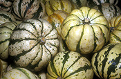 Vegetable, vegetables, Cucurbitaceae, Cucurbita, Cucurbita pepo, Pumpkin, Pumpkins.