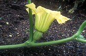 Vegetable, vegetables, Cucurbitaceae, Cucurbita, Cucurbita moschata, moschata, squash, butternut, butternuts, Pumpkin, Pumpkins, Butternut pumpkin, Butternut pumpkins, butternut squash, flower, flowers, yellow, yellow flower, yellow flowers, butternut pumpkin, butternut pumpkins, pumpkin flower, pumpkin flowers.