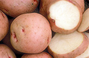 Food, Vegetable, vegetables, pontiac, pontiac potato, pontiac potatoes, potato, potatoes.