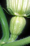 Vegetable, vegetables, Cucurbitaceae, Cucurbita, Cucurbita moschata, moschata, squash, butternut, butternuts, Pumpkin, Pumpkins, Butternut pumpkin, Butternut pumpkins, butternut squash, germinate, germinating, germination, cucurbita, Cucurbita moschata, ovary, ovaries, Cucurbitaceae, ovary, ovaries, flower, flowers.