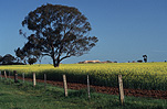 Agriculture, Canola, Canola crop, canola crops, canola field, canola fields, field, fields, crop, crops, oilseed, oilseed crop, oilseed crops, Brassica, brassica napus, oil, oils, NSW, New South Wales, Australia, tree, trees, fence, fences.
