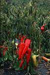 Vegetable, vegetables, pepper, peppers, Red peppers, Osoyoos, Canada.