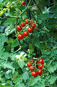 Food, Vegetable, vegetables, Lycopersicon pimpinellifolium, Solanaceae, tomato, tomatoes, cherry tomato, cherry tomatoes, wild cherry tomato, wild cherry tomatoes, lycopersicon, pimpinellifolium.