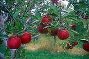 Fruit, Malus, Rosaceae, orchard, orchards, apple, apples, apple tree, apple trees, fruit tree, fruit trees, orchard, orchards, Canada, Osoyoos, Agriculture, red apple, red apples, tree, trees.