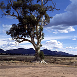 Australia, SA, South Australia, Tree, Trees, Caszneaux, Caszneaux tree, flinders ranges, flinders, range, ranges, History, Flinders Ranges NP, Flinders Ranges National Park, cloud, clouds, national park, national parks.
