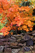 Autumn, Autumn leaves, leaves, autumn foliage, autumn tones, tree, trees, wall, walls, stone walls, rock, rocks, stone wall, garden wall, garden walls, autumn scene, autumn scenes, blue mountains, great dividing range, new South Wales, nsw, australia, garden, gardens.